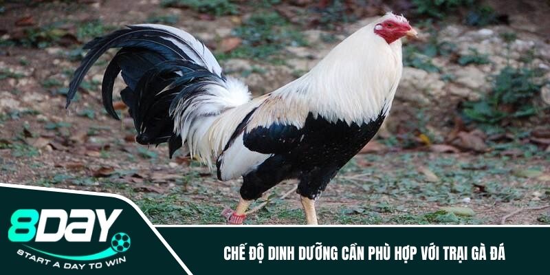 Chế độ dinh dưỡng cần phù hợp với trại gà đá