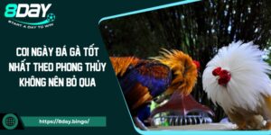 Coi Ngày Đá Gà Tốt Nhất Theo Phong Thủy Không Nên Bỏ Qua