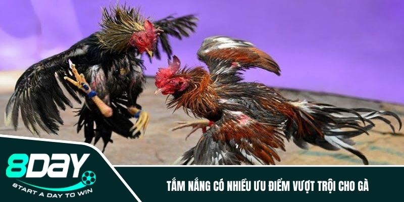 Tắm nắng có nhiều ưu điểm vượt trội cho gà