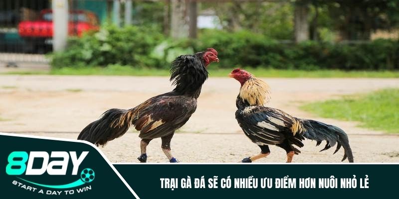 Trại gà đá sẽ có nhiều ưu điểm hơn nuôi nhỏ lẻ