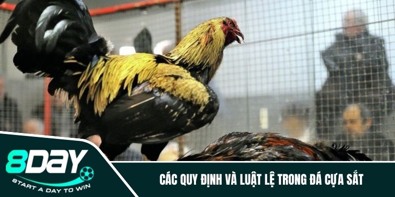 Các quy định và luật lệ trong đá cựa sắt