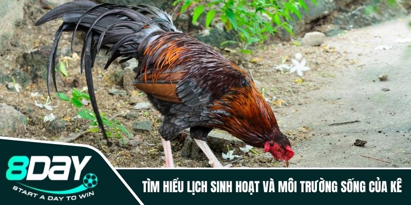 Tìm hiểu lịch sinh hoạt và môi trường sống của kê