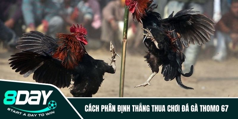 Cách phân định thắng thua chơi đá gà Thomo 67 