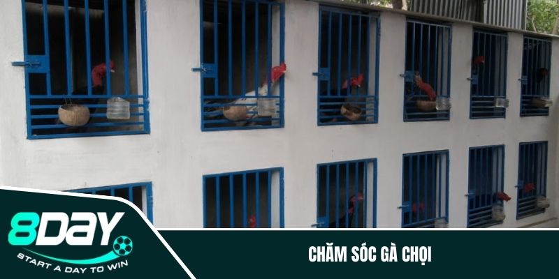 Chăm sóc gà chọi