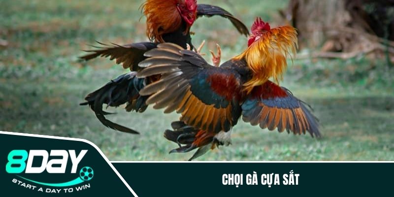 Chọi gà cựa sắt