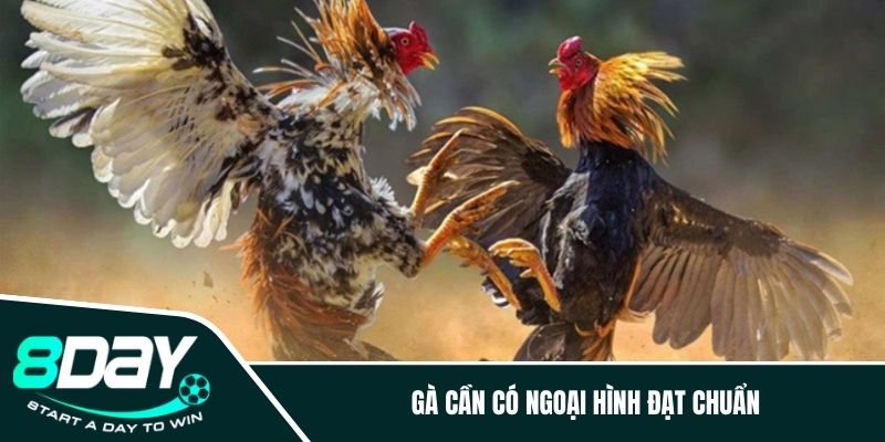 Gà cần có ngoại hình đạt chuẩn