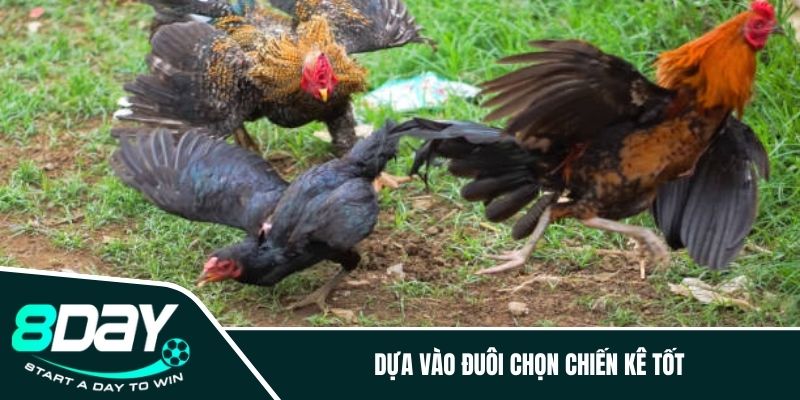 Dựa vào đuôi chọn chiến kê tốt