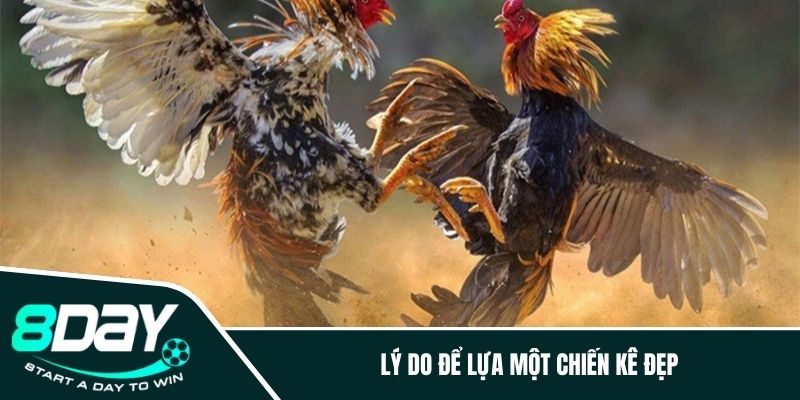 Lý do để lựa một chiến kê đẹp