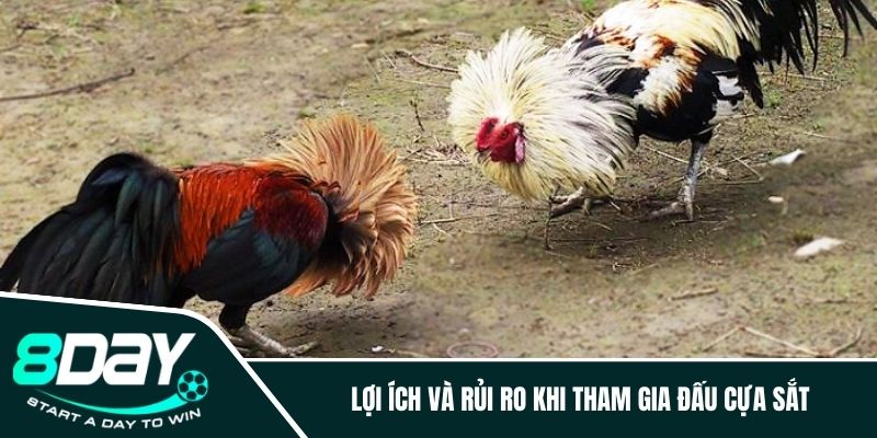 Lợi ích và rủi ro khi tham gia đấu cựa sắt