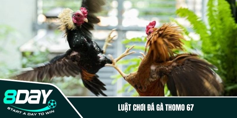 Luật chơi đá gà Thomo 67 tại nhà cái 