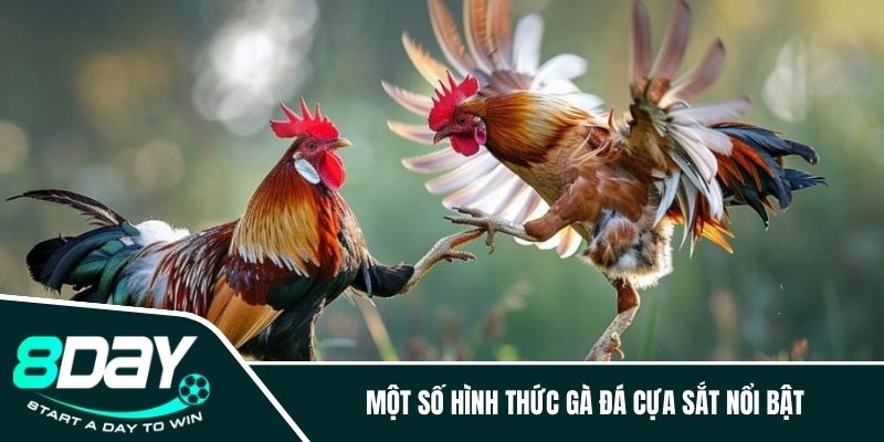 Một số hình thức gà đá cựa sắt nổi bật