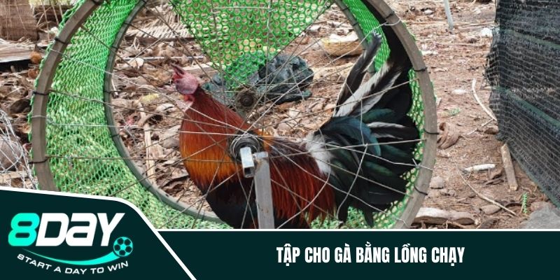 Tập cho gà bằng lồng chạy