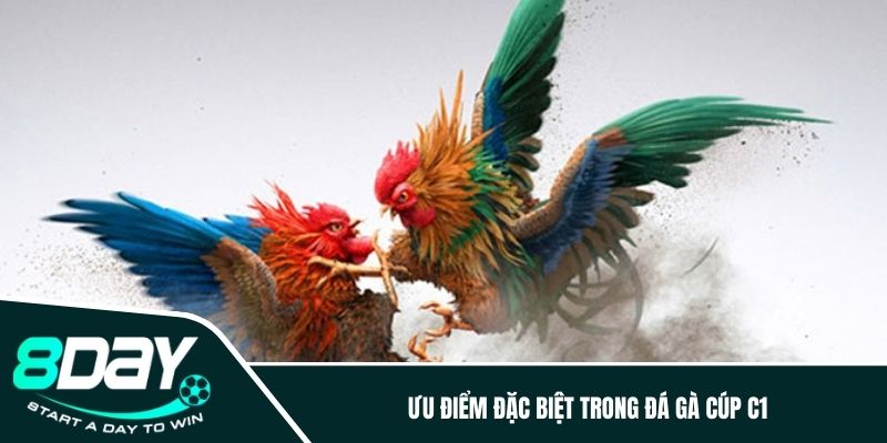 Ưu điểm đặc biệt trong hình thức chọi gà C1